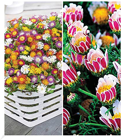 BALDUR Garten 7er Blühende-Bodendecker-Kollektion, Pflanzen im 9x9 cm-Topf | 4 Pflanzen Eisblumen Delosperma congestum & 2 Pflanzen Ringkörbchen Anacyclus depressus, winterharte Stauden, blühend