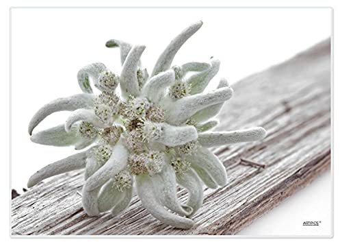 Artipics Tischsets Edelweiss Platzsets Abwaschbar Kunststoff 4 Stück