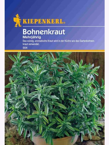 Bohnenkraut mehrjährig