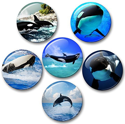 Schwertwal Orca Killerwal Meerestiere - 6 große Kühlschrankmagnete [ 03 ]