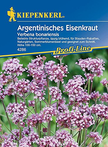 Argentinisches Eisenkraut: Verbena bonariensis - 1 Portion