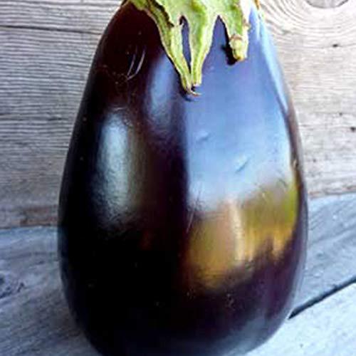 Sustainable Seed Co Odyssey F1 Hybrid Eggplant Seeds 250 mg ~55 Seeds