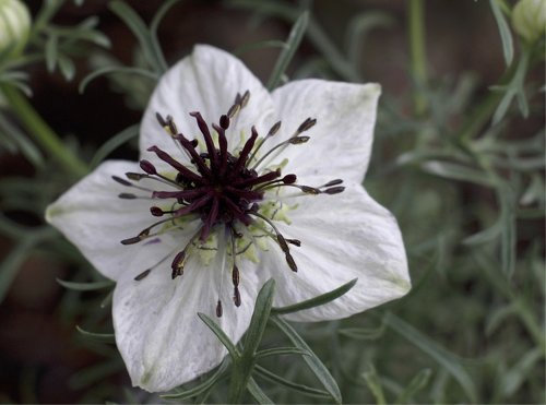 Seedeo Schwarzkümmel Nigella sativa 100 Samen BIO