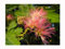 Exotic Tree Albizia julibrissin Silk Tree Decorative Summer Flowering Tree with Pink Puff Fragrant Flowers, 5-7cm Tall Seedling in a 7cm Pot