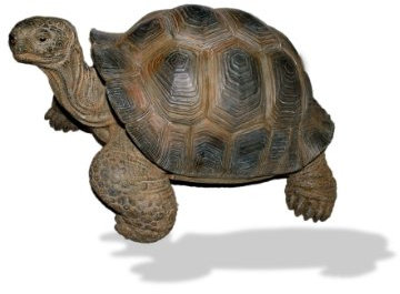 Vivid Arts Life Like Giant Tortoise (Size Large)