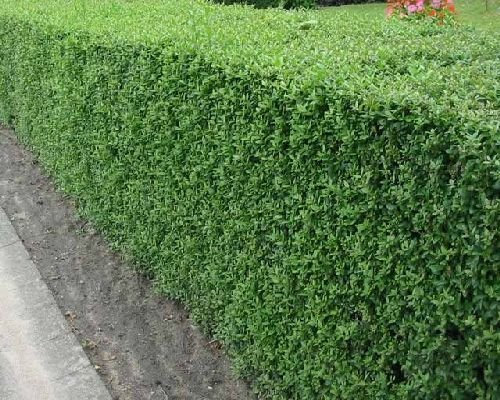 50 Semi Privet comuni, Ligustrum vulgare