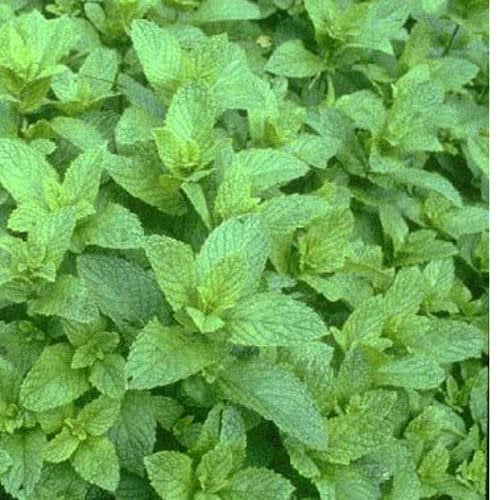 Mint Seeds Mentha Piperita - Peppermint Seeds