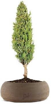 Cipresso Bonsai, Altezza 43 cm, Pianta Vera, Pianta da Interno, Vaso Artigianale in Terracotta - Marrone