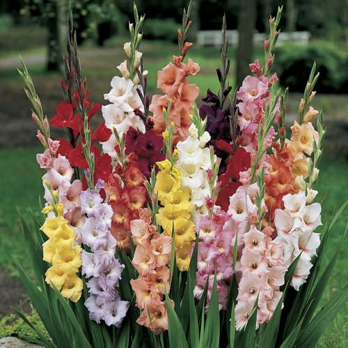 YouGarden - Gladioli Bulbs Pack of 50 Bulbs in Mixed Colours