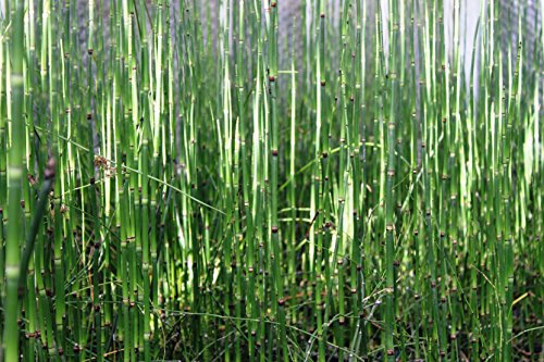 fertig im Pflanzkorb - Equisetum japonicum - japanischer Schachtelhalm - Zinnkraut - Wasserpflanzen Wolff