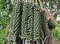5 Seeds of Kentia Palm Tree:Seeds Only