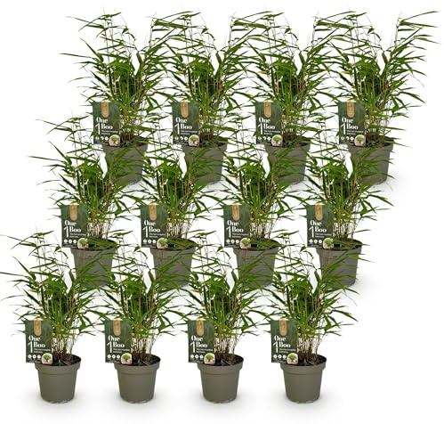 Green boutiQ - Bambou - Fargesia Rufa - Persistant - Non envahissant - Vert - 12 Plantes - Pot 14cm - Hauteur 35cm