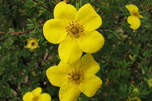 Fingerstrauch Goldstar (Potentilla fruticosa) 30-40 cm, Topfballen, 5 Stück | gelbe Blüte Juni bis Oktober, Bodendecker, bis 1 m hoch