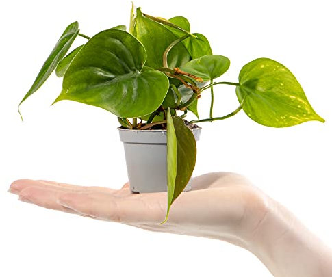 Baby Philodendren Herzblatt Pflanze Philodendron Scandens Kleines Geschenk Zimmerpflanze im Topf