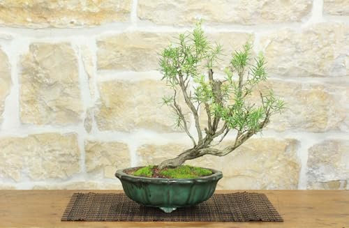 Bonsaï de romarin à fleurs blanches (58)