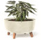 botle Bonsai Schale Baum Mini Garten Blumentopf an den Füßen Pflanzkübel D 38 cm Cremig Kunststoff Töpfe mit Einsatz Beton Optik Übertöpfe