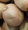 Actinidia deliciosa 'Solo'/ Kiwi 'Solo' (Autofertile) / Godet/Fruitier