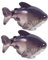 ERINGOGO 2 Pièces Figurines de Requin Résine de Décorations Miniatures pour Bonsai et Aquarium Décor de Jardin Animaux Résine