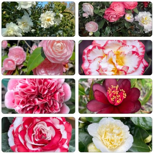 kamelie kamelien - winterharte stauden dauerblüher mehrjährige blumensamen indoor kräutergarten hochbeet balkon kletterpflanzen rankpflanze heilkräuter balkon garten gartenblumen 30samen