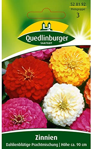 Zinnien, Dahlienblütige Mischung