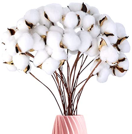 jiuzcare Baumwolle Zweig Natürlich Stängel Bauernhaus Getrocknete Blumen Baumwollblüten Baumwollpflanze Baumwollstiel Weiss Künstliche Trockenblumen für Vase Hochzeit Zimmer Party Deko, 20PCS