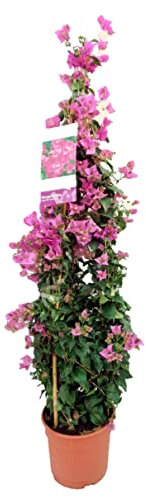 Buganvilla Piramidal Planta Natural - Bougainvillea planta viva - Planta Natural Decorativa trepadora (Piramidal)
