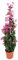 Buganvilla Piramidal Planta Natural - Bougainvillea planta viva - Planta Natural Decorativa trepadora (Piramidal)