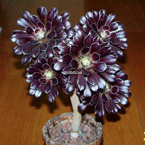 Portal Cool Schwarzes Aeonium Zwartkop & # 039; : Sukkulente Aeonium 'Zwartkop' Samen Bonsai Blumensamen Garten B98B