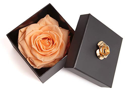 ROSEMARIE SCHULZ Heidelberg Ewige Rose Peachau haltbar 3 Jahre in Box Rose konserviert (Peach, 1 Rose)
