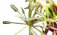Fleischfressende Pflanze - Drosera capensis alba - der weisse Kap Sonnentau mind. 50 frische Samen