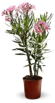 Attitude Jardin – Oleander Rosa – Nerium oleander – 50-60 cm – ⌀ 22 cm – Außenpflanze – rosa Blume