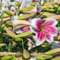 Lilien zwiebeln Pflanzen Extrem kältebeständig Lilienzwiebeln Leuchtende Farben lilium asiaticum