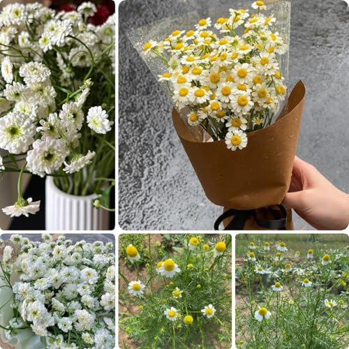 800 pz Matricaria camomilla Piante perenni, piante perenni resistenti, semi sul balcone Veri semi di camomilla perenni Balcone del letto delle erbe, semi semi di piante, piante in