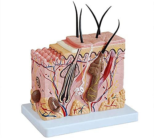 FFYUTING Wissenschaftliche Forschung Hautmodell Anatomisches Modell Anatomie 50-Fach vergrößert für Dermatologie Lehrmittel/Modell menschlicher Organe zur medizinischen Demonstration