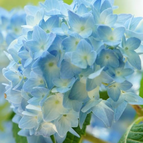 Bulbi di Hydrangea,adatti per giardini all'aperto,di facile manutenzione,Hydrangea bulbs,decorazione del giardino,piante d'appartamento,bulbi di ortensie,bulbi Di Ortensia Blu.-5bulbi-E
