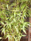 Generic Vietnamese Coriander, Persicaria odorata, Rau Ram, Laksa leaves 4 cuttings: Only seeds