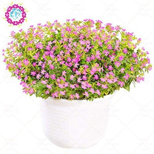 8: 50 Stuck Bonsai-Blumen, sehr duftende Babysbreath-, Zimmerpflanzen, schöne weiße Zierblume für den Hausgarten 8:Seeds Only