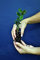 Portal Cool Ilex aquifolium A60 pianta di Agrifoglio Alveoli Agrifoglio Alveolus pianta Comune