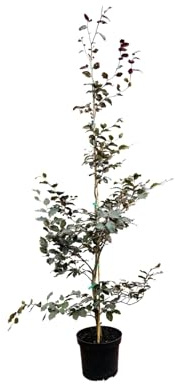 Blutbuche Fagus sylvatica Purpurea 125-150 cm Solitärbaum winterhart | dekorative Blattfarbe, sonniger bis halbschattiger Standort, robust, schnittvertraeglich, langlebig, gute Heckenpflanze