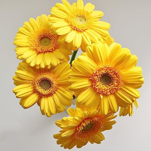 200 pcs Gerbera Samen Winterharte Pflanzen Für Garten Gerbera Pflanze Im Topf Schnittblumen Samen, Balkonpflanzen Winterhart Mehrjährig Garden, Balkon Pflanze Blüten, Mini Geschenke