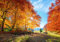 wandmotiv24 Fototapete Herbst Lichtung Bäume, XL 350 x 245 cm - 7 Teile, Wanddeko, Wandbild, Wandtapete, Himmel, Bunt, Wald M5686