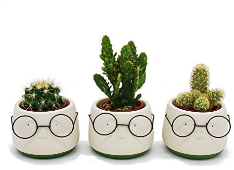 Exotenherz Lot de 3 pots de fleurs de cactus - Avec visage et lunettes - Environ 7-10 cm de haut