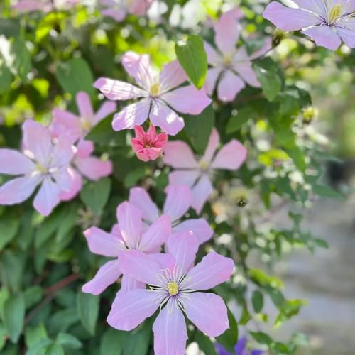6zwiebeln winterhart clematis blumenzwiebeln kletterpflanzen balkonpflanzen clematis mehrjährig zimmerbonsai