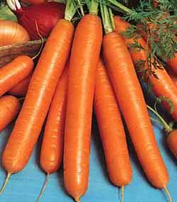 PREMIER SEEDS DIRECT - Amsterdam Forcing Carrot Seeds - 4 Grams