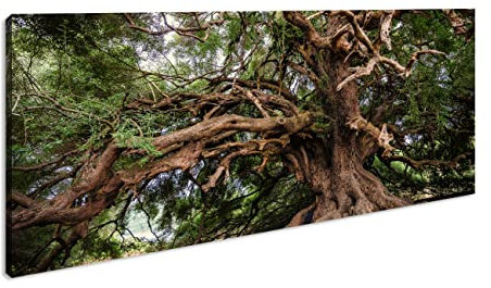 Leinwandbild Alter Olivenbaum – Zeit in seinen Ästen Panorama Format: 100x50 cm XXL Kunstdruck Bild auf Keilrahmen/Wandbild/Wohnzimmer Deko