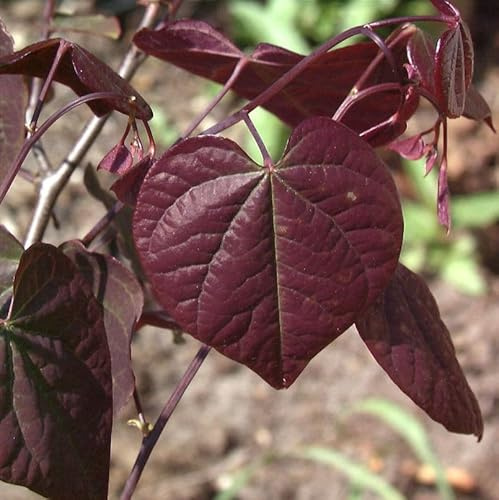 Kanadischer Judasbaum Ace of Spades 40-60cm - Cercis canadensis - lebende Gartenpflanze aus den Baumschulen