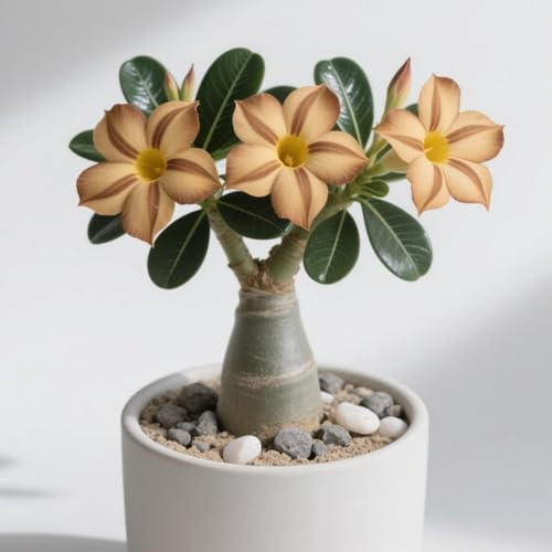 Winterhart/Wüstenrose/Wüstenrosenknollen/Innendekoration/Schöne Staude-2Rhizom-C