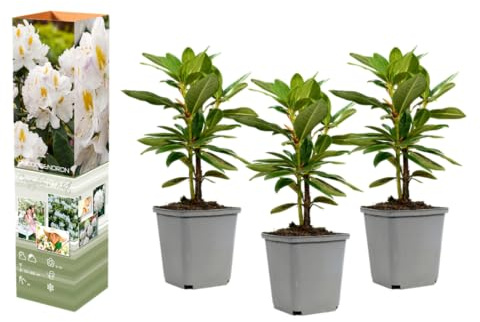 Rhododendron Mischung winterharte Rhododendren 20–38 cm im 9 cm Topf immergrüne Blütensträucher für Garten und Schattenbeet (6, 'Cunningham's White' - Weiß)