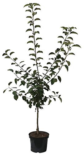 Apfelbaum Ananasrenette zweijähriger kräftiger Apfel Buschbaum 110-140 cm 10 Liter Topf Unterlage M7