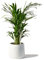 Areca Palm Large Indoor House Plant Real Tropical Plants (25-30cm) Lush Foilage